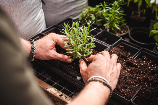 How Earthworm Castings Supercharge Plant Growth: The Science Explained