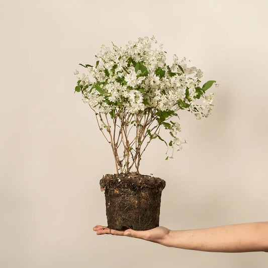 Organic vs Synthetic Soil Nutrition: Why Earthworm Castings Win Every Time