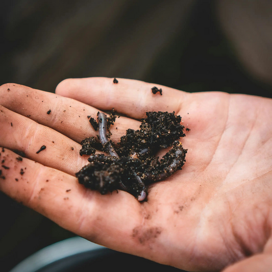 What to Look for in High-Quality Compost (and What to Avoid)