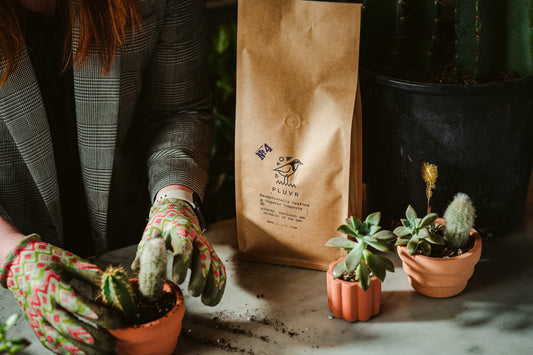 Top Soil Ingredients for Thriving Succulents