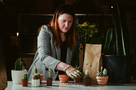 Best Compost Mix for Indoor Houseplants