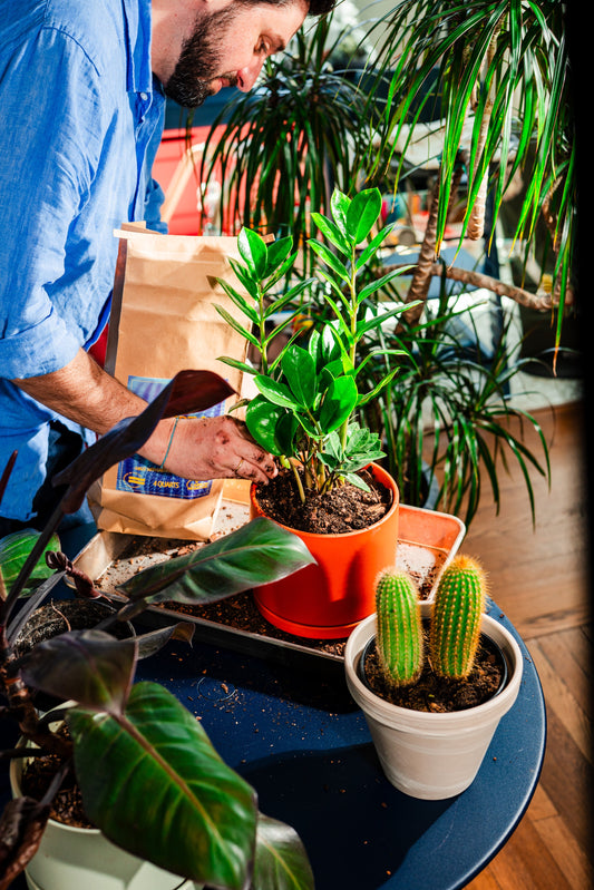 Compost vs Potting Soil: What’s the Difference?