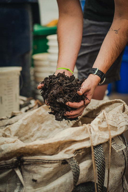 Best Earthworm Casting Mix for Indoor Houseplants